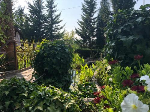 Agroturismo Caba�as de Madera Y Bungalows - Gilma�as 3