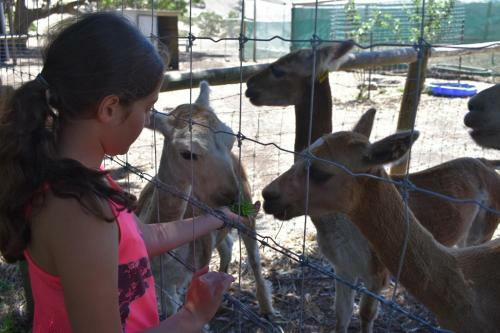 Agroturismo Morella Farm