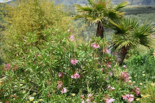 Apartamento Finca Los Jacaros