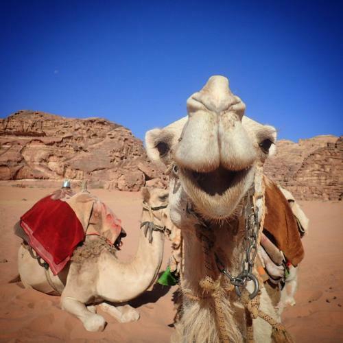 Jordan Tracks Bedouin Camp