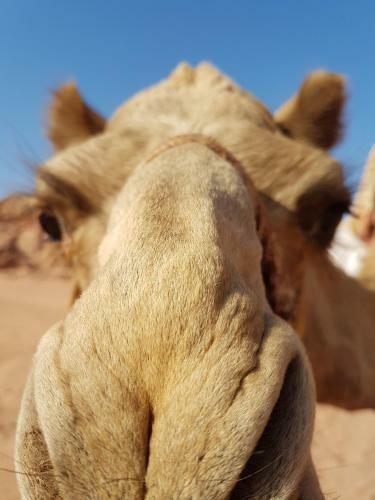 Jordan Tracks Bedouin Camp