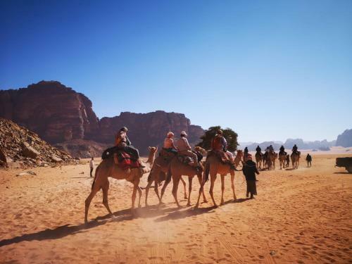 Star Walk Camp & Tours