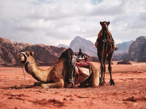Wadi Rum Dew