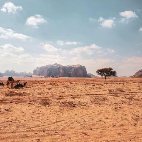 Wadi Rum Dew