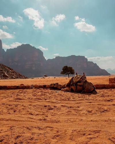 Wadi Rum Dew