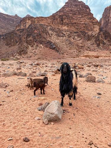 Wadi Rum Silk Road Camp