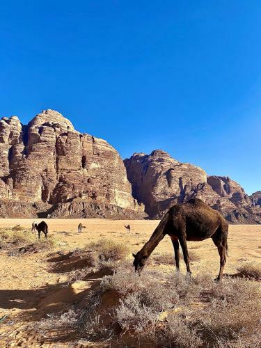 Wadi Rum Silk Road Camp