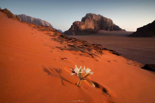Bed & Breakfast Wadi Rum Desert Lovers Camp