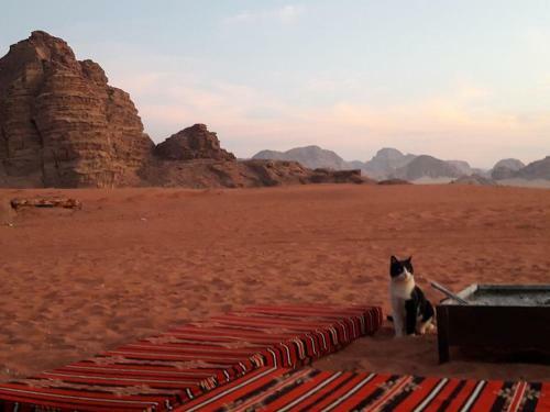 Hotel Wadirum Mobile Camp