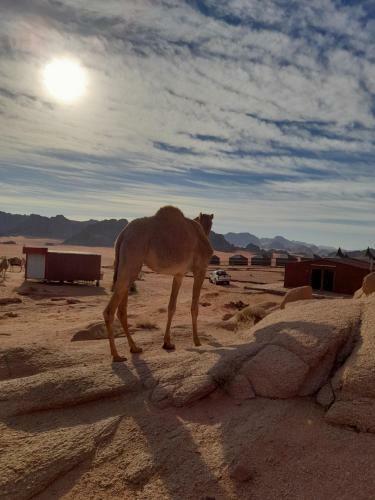 Al-qatar Mountain Camp