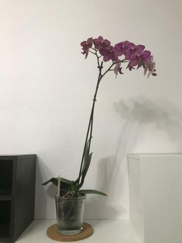 Apartamento Carlo Home