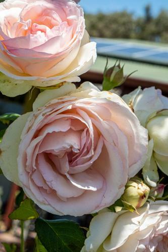 Busselton Marina Bed And Breakfast