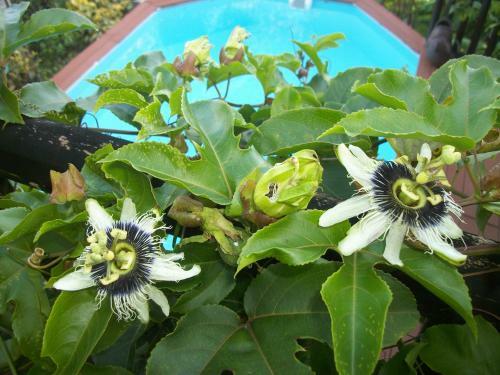 Mango Tree Lodge