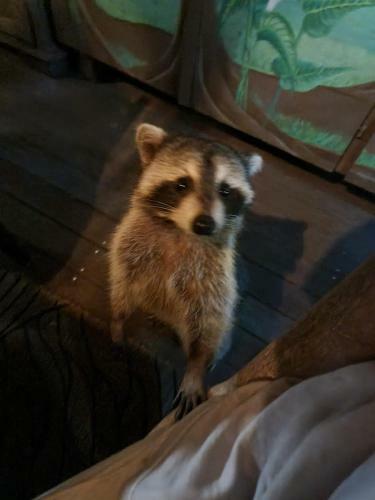 Hostal Racoon Lodge