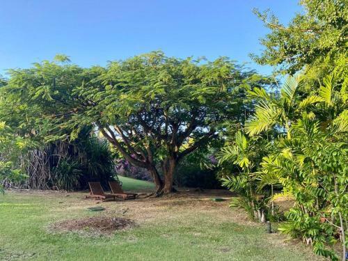 Splendide Bungalow En Bois Avec Jacuzzi Dans Un Parc Tropical