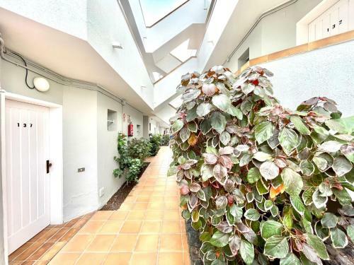 Apartamento Studio 10 Minutes Walk From Los Cristianos Beach