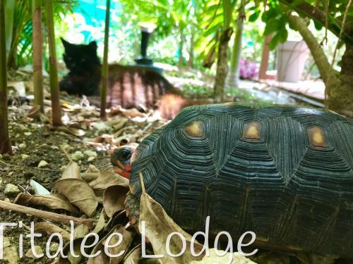 Titalee Lodge
