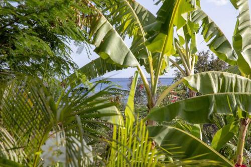 G�te Maison Flandrin Guadeloupe