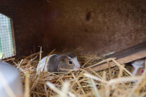 Agroturismo Pension Bergbauernhof Irxner