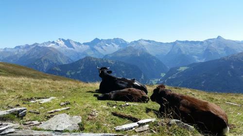 Apartamento Ferienwohnungen Tiroler Alpenhof