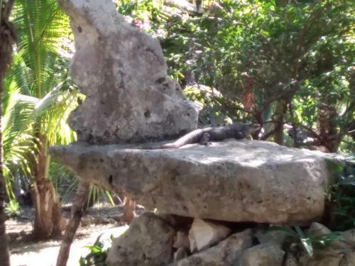 Agroturismo Villas Tortugas Akumal