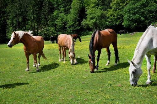 Agroturismo Raderhof