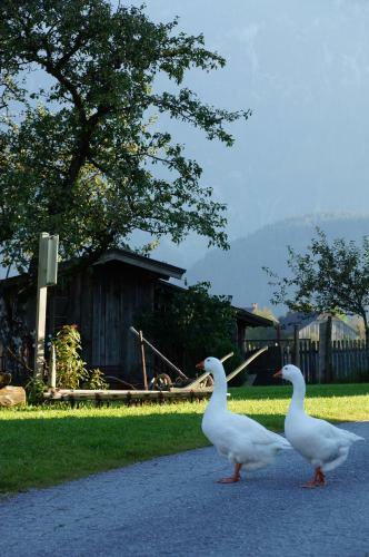 Apartamento Ferienwohnungen Rettenbacher
