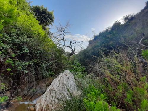 Hostal Jungle House