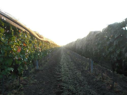 Hostal Weingut & Landhaus Willi Opitz