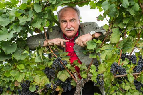 Hostal Weingut & Landhaus Willi Opitz