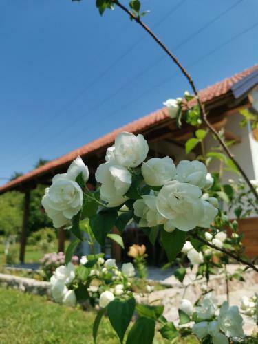 Nektar Park Villa Sara
