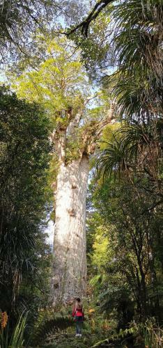 Kerikeri Sunny Modern 2 Bedroom Apartments