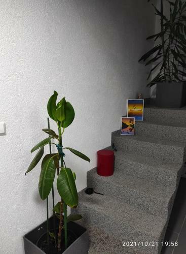 Apartman Hajdin