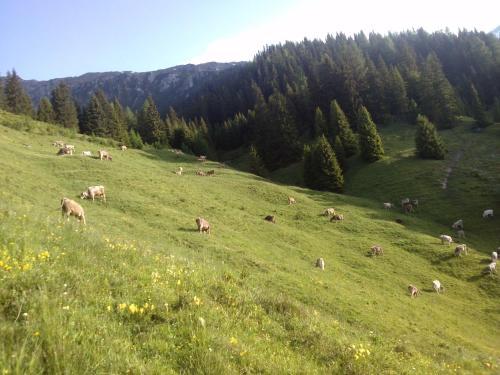 Apartamento Ganderhof