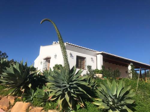 Rosas Cantares: Casa Siri
