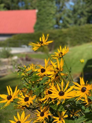 Villa Apartm�ny Laura