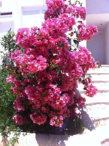 Superior Private Apartment At The Resort In Sarande