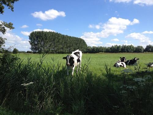 Bed & Breakfast Herberg Het Hart Van Alem
