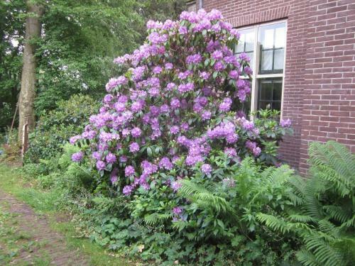 B&B Beatrix