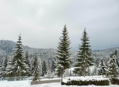 Hotel Forest