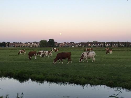 B&b-edam