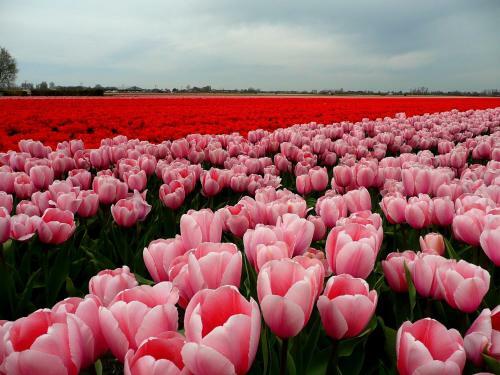 Zonneweelde