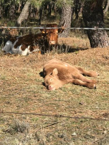 Alojamiento Rural "la Jara"
