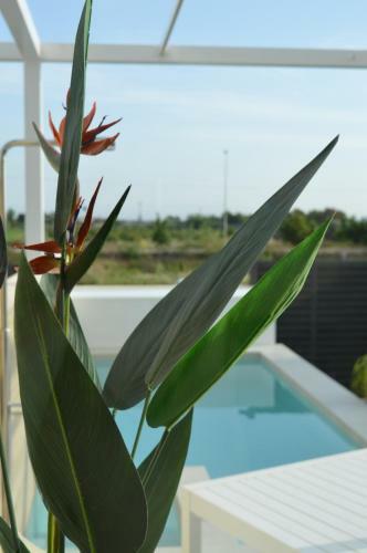 Luxury Villa Rojales With Private Pool & Jacuzzi
