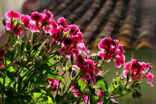 Apartamento Casa Rural Aduana