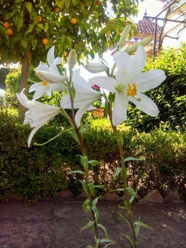 Villa Andalusian Experience