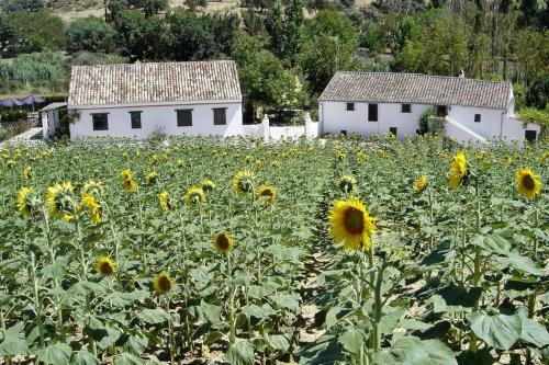 Fincaretama Farmhouse Apartment Ronda