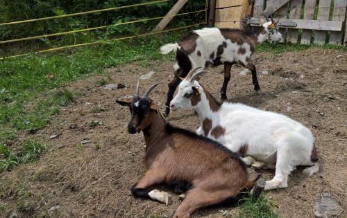 Agroturismo Bauernhof Waldangergut