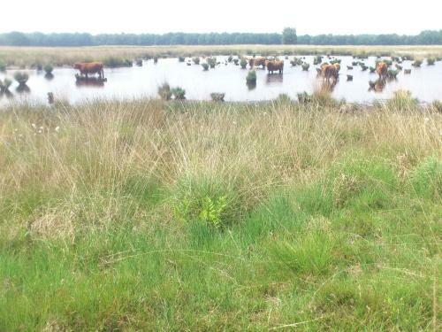 Apartamento Stal Zwartschaap