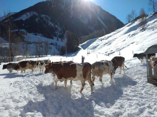Apartamento Urlaub Am Bauernhof Schiederhof